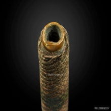 ตะกรุดหลวงพ่อทบ ลายชานหมากยุคต้น 4 นิ้ว