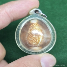 เบี้ยแก้หลวงพ่อไพล วัดบางแคกลาง 