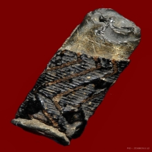 เก่าดี มันส์จัด 2 ซม. ลายสวย...