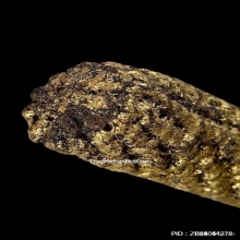 ตะกรุดหนังหน้าผากเสือ หลวงพ่อเต๋ วัดสามง่าม จ.นครปฐม