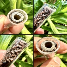 ตะกรุด เนื้อตะกั่ว ลงรักแดง ลายจระเข้ขบฟัน ขนาด 4 นิ้ว