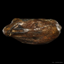 คตหอย หลวงพ่อสินธิ์ วัดบันลือธรรม จ.พระนครศรีอยุธยา