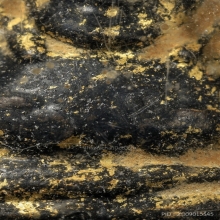 พระสังกัจจายน์เนื้อผงคลุกกรัก เก่าโบราณ