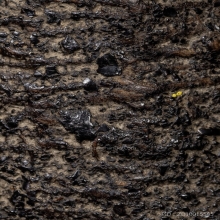 ตะกรุด ใหญ่ อ้วนปึก รักเก่า เป็น ร้อยๆปี หลวงพ่อผุด วังเวียน