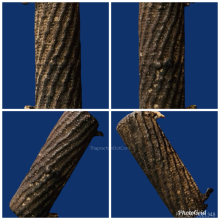 ตระกรุดไม้ครูหลวงปู่จันทร์ 