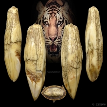 คตเขี้ยวเสือ มหาอำนาจ เก่าโบราณ100ปี