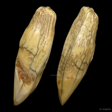 คตเขี้ยวเสือ มหาอำนาจ เก่าโบราณ100ปี