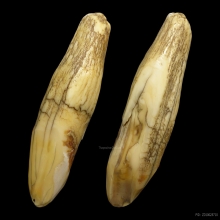 คตเขี้ยวเสือ มหาอำนาจ เก่าโบราณ100ปี