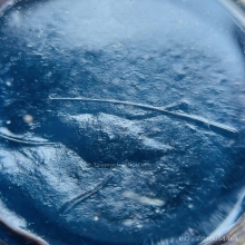 นวดสีผึ้งนวดรุ่นแรก หลวงพ่อเอีย มีเกษา ปี2502 เลี่ยมทองแท้