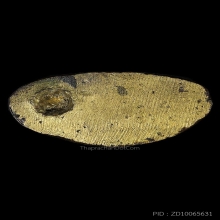 ชินราชอินโดจีน สังฆาฏิยาว ปี2485ไม่มีโค๊ต สภาพสวยเนื้อจัดมาก