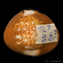 เบี้ยแก้หลวงพ่อซำ วัดตลาดใหม่