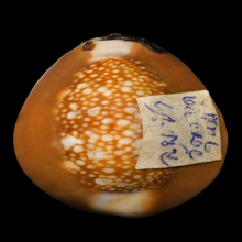 เบี้ยแก้หลวงพ่อซำ วัดตลาดใหม่