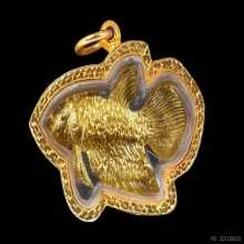 ปลากัดสารพัดนึกเนื้อทองคำหลวงปู่น่วม