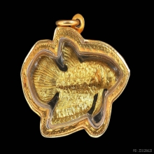 ปลากัดสารพัดนึกเนื้อทองคำหลวงปู่น่วม