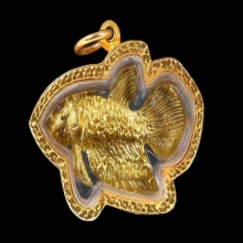 ปลากัดสารพัดนึกเนื้อทองคำหลวงปู่น่วม