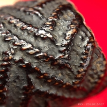 ตะกรุดมหาอุตม์หยุดมัจจุราช หลวงพ่อทา วัดพะเนียงแตก