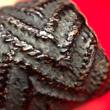 ตะกรุดมหาอุตม์หยุดมัจจุราช หลวงพ่อทา วัดพะเนียงแตก