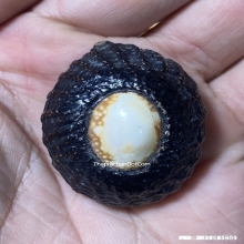 1ในสุดยอดเบญจภาคีเบี้ยแก้ เบี้ยแก้หลวงพ่อภักตร์ วัดโบสถ์