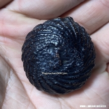 1ในสุดยอดเบญจภาคีเบี้ยแก้ เบี้ยแก้หลวงพ่อภักตร์ วัดโบสถ์