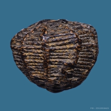 หมากทุย หลวงปู่เอี่ยม  วัดหนังราชวรวิหาร ปี2469