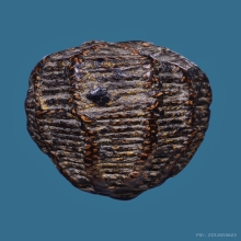 หมากทุย หลวงปู่เอี่ยม  วัดหนังราชวรวิหาร ปี2469