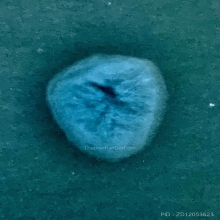 หมากทุย หลวงปู่เอี่ยม  วัดหนังราชวรวิหาร ปี2469