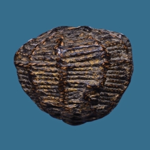 หมากทุย หลวงปู่เอี่ยม  วัดหนังราชวรวิหาร ปี2469