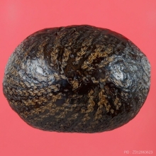 เบี้ยแก้ หลวงปู่บุญ  วัดกลางบางแก้ว ปี2478