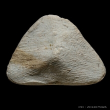 +บัตรสมาคม สังกัจจายน์เนื้อขาวอมเขียว วัดประสาท 