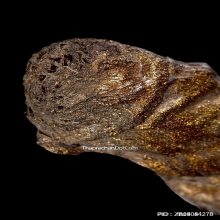 ตะกรุดหนังหน้าผากเสือ หลวงพ่อจง วัดหน้าต่างนอก