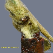 ตะกรุดสาริกา หลวงปู่ทิม วัดละหารไร่ เนื้อทองแดง 👑องค์ดารา👑