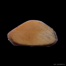 “กุมารในตำนานตัวจริง”หลวงพ่อกวย โฆษิตาราม เนื้องาแกะ