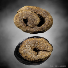 ตะกรุด หนังเสือ หลวงปู่บุญ วัดกลางบางแก้ว 