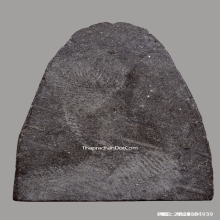 พระผงรูปเหมือนหลวงพ่อเงิน วัดบางคลาน ปี2515