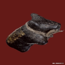 วัวธนู ครูบาคำแสน รุ่น 1 วัวธนูยอดนิยมอันดับ1ล้านนา