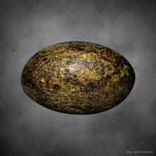 ลูกอมผงยาดำ เจ็ดพญาช้างสาร หลวงพ่อดิ่ง วัดบางวัว ปี2495