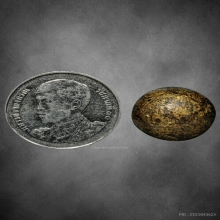 ลูกอมผงยาดำ เจ็ดพญาช้างสาร หลวงพ่อดิ่ง วัดบางวัว ปี2495