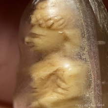 พระพุทธปางถวายเนตร งาแกะเลี่ยมพลาสติกเก่า 