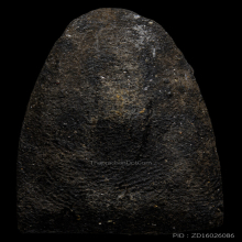 หลวงปู่ทวด วัดช้างให้ ปี2524 เนื้อว่าน พิมพ์กลาง