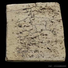 +ติดที่3สมาคม สิวลี เนื้อขาว วัดประสาท