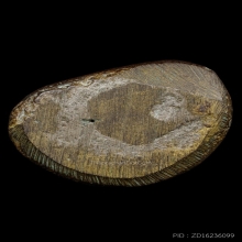 ติดที่2สมาคม หลวงพ่อเงิน วัดบางคลาน รุ่นปืนแตก