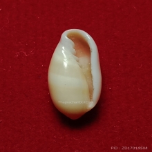 มหาสังข์มีรอยริ้วมือพระนารายณ์