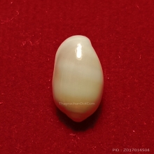 มหาสังข์มีรอยริ้วมือพระนารายณ์