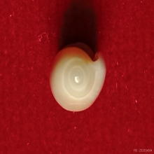 มหาสังข์มีรอยริ้วมือพระนารายณ์