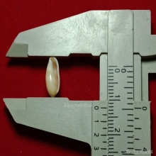 มหาสังข์มีรอยริ้วมือพระนารายณ์