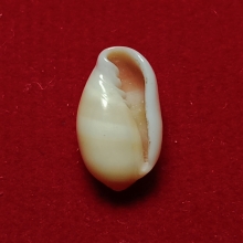 มหาสังข์มีรอยริ้วมือพระนารายณ์