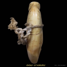 เขี้ยวแกะรูปเสือ หลวงพ่อนก วัดสังกะสี จ.สมุทรปราการ 