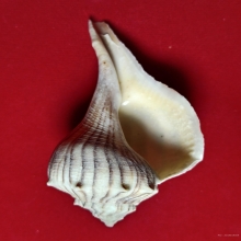 จัดโปรราคาพิเศษ...มหาสังข์มงคลลายเสือขนาดประกอบพิธีกรรม