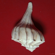 จัดโปรราคาพิเศษ...มหาสังข์มงคลลายเสือขนาดประกอบพิธีกรรม