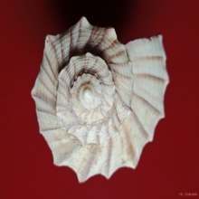 จัดโปรราคาพิเศษ...มหาสังข์มงคลลายเสือขนาดประกอบพิธีกรรม